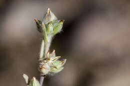 Logfia californica (Nutt.) J. Holub resmi