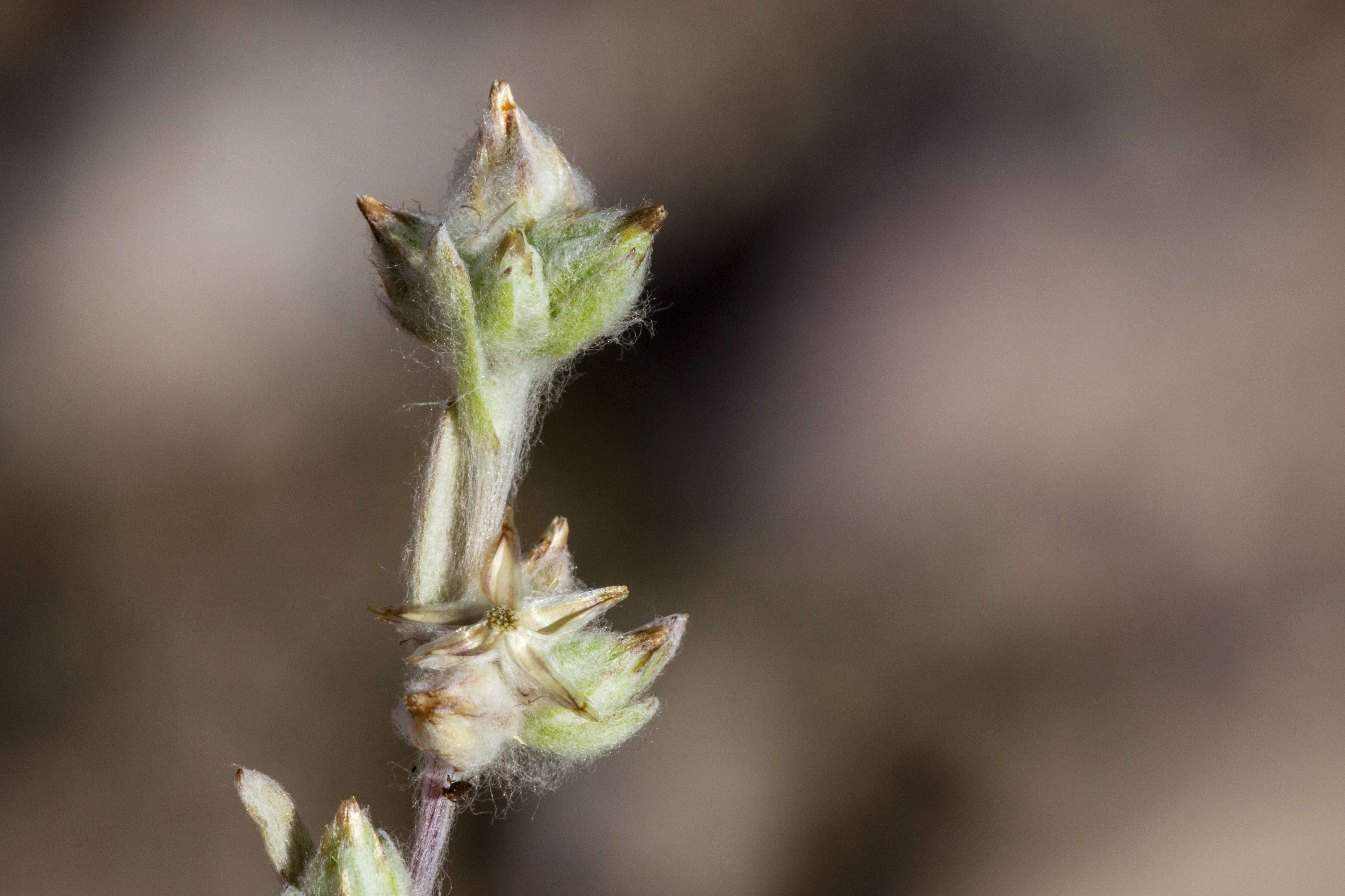 Logfia californica (Nutt.) J. Holub resmi