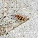 Image of <i>Entomobrya corticalis</i>