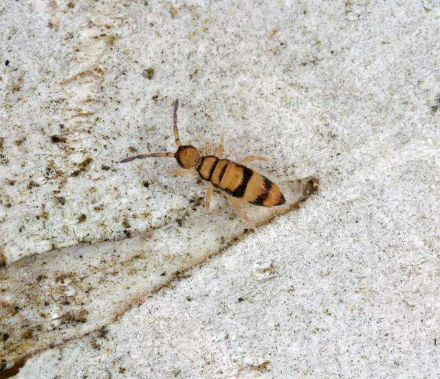 Image of <i>Entomobrya corticalis</i>