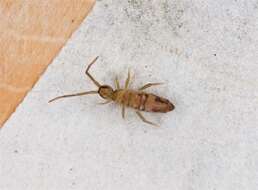 Image of Entomobrya