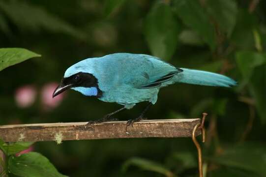 Image of Cyanolyca Cabanis 1851