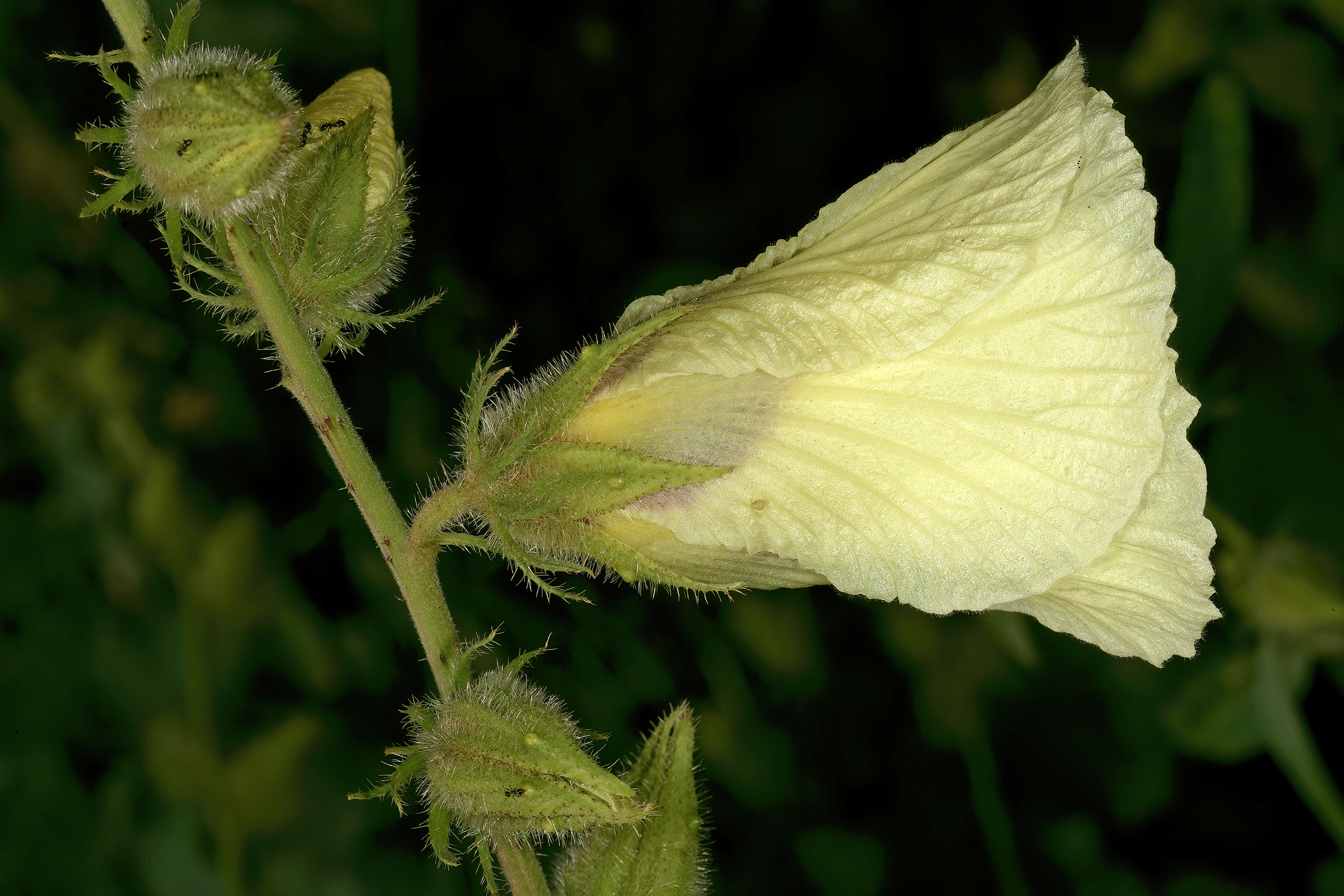 Imagem de Hibiscus diversifolius Jacq.