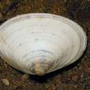 Image of rayed trough clam
