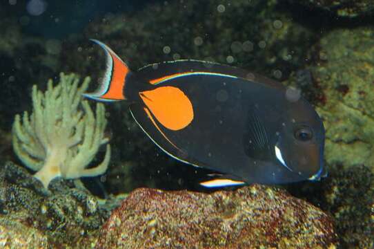 Image of Achilles Tang