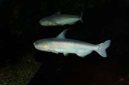 Image of marbled catfishes