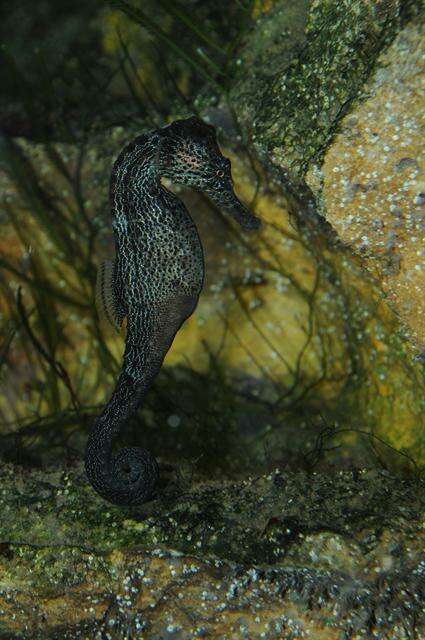 Image of seahorses