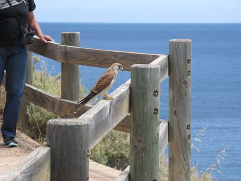 Image of Australian Kestrel