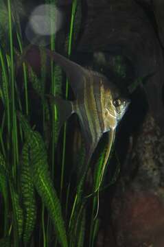 Image of Pterophyllum