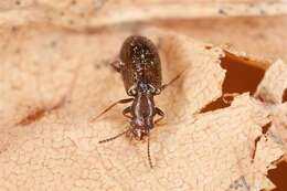 Image of narrow-waisted bark beetles