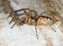 Image of tube-dwelling spiders