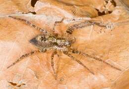 Image of ghost spiders