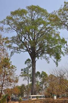 Imagem de Dipterocarpus