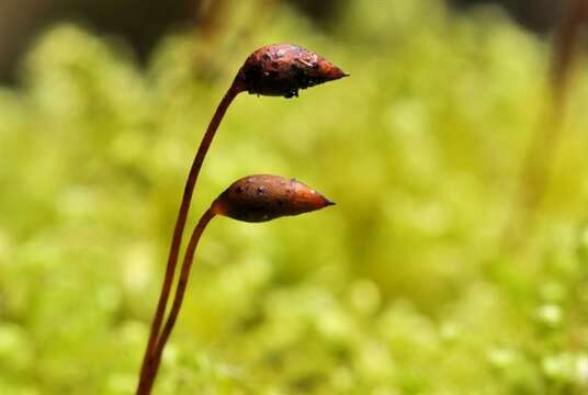 Image of ctenidium moss