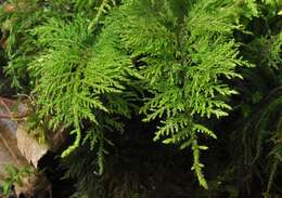 Image of thuidium moss