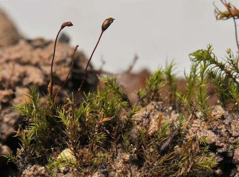 Image of dicranella moss