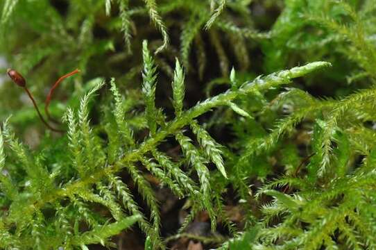 Image of cirriphyllum moss