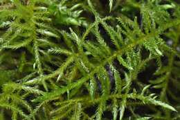 Image of cirriphyllum moss