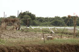 Image of Eastern great egret