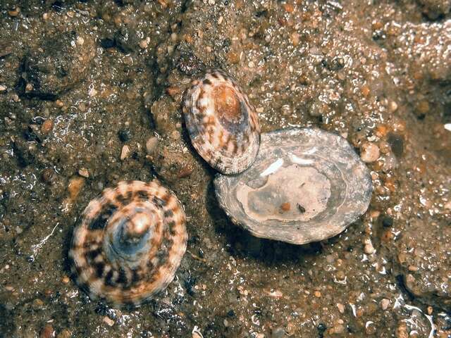 صورة unclassified Gastropoda