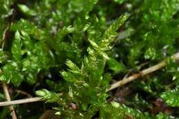 Image of rough-stalked feather-moss