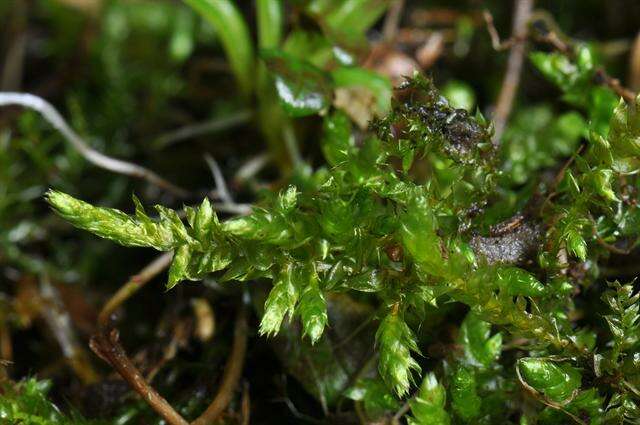 Image of rough-stalked feather-moss