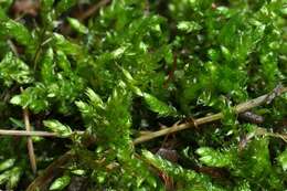 Image of rough-stalked feather-moss