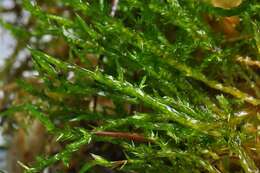 Image of calliergonella moss