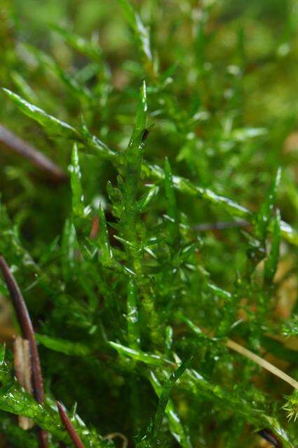 Image of calliergonella moss