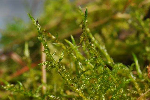 Image of calliergonella moss