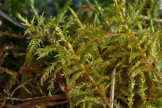 Image of calliergonella moss