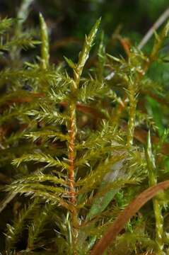 Image of calliergonella moss