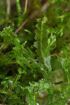 Image of Lophocoleaceae