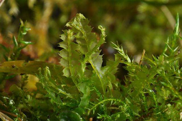 Image of Lophocoleaceae