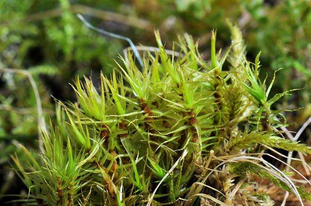 Image of dicranum moss