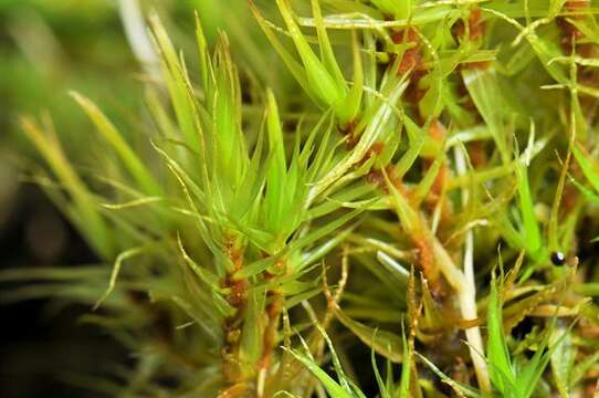 Image of dicranum moss