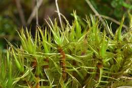 Image of dicranum moss