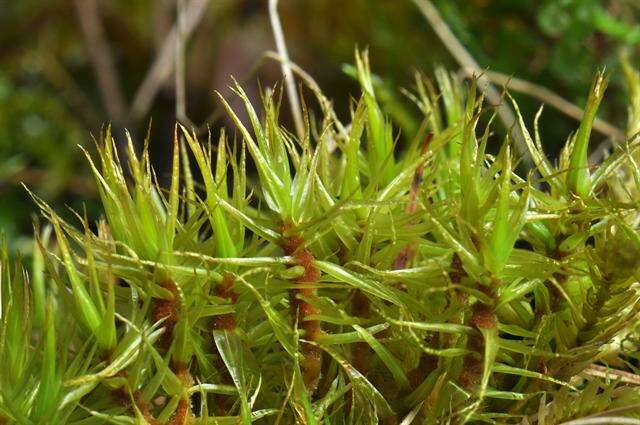 Image of dicranum moss