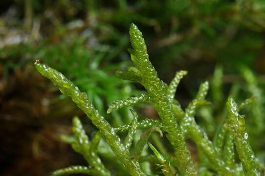 Image of Brachythecium moss family