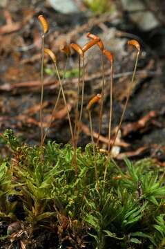 Image of atrichum moss