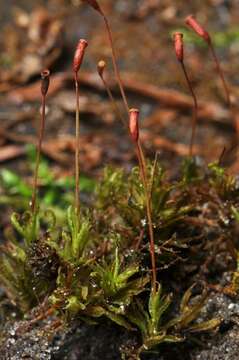 Image of atrichum moss