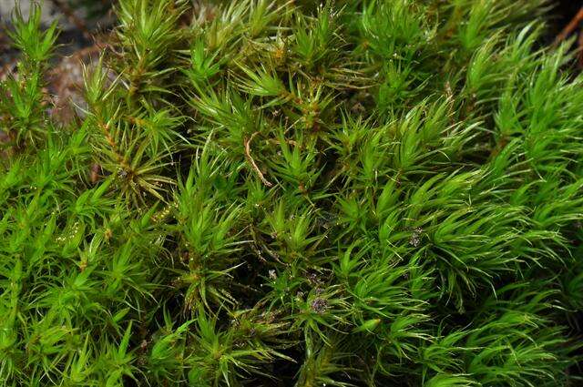 Image of dicranum moss