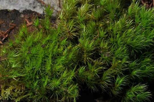 Image of dicranum moss