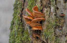 Image of Flammulina elastica (Sacc.) Redhead & R. H. Petersen 1999