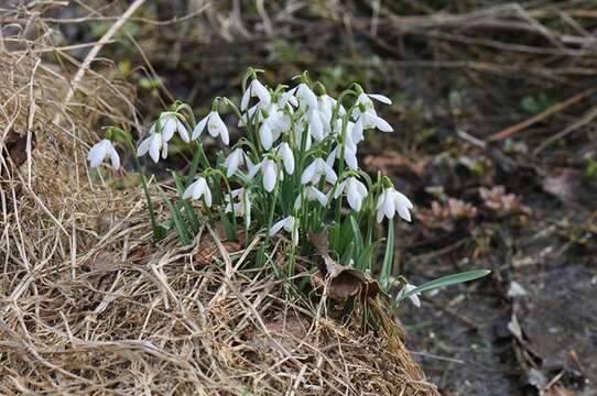 Image of Snowdrop