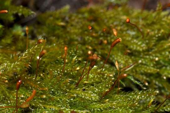 Image of hypnum moss