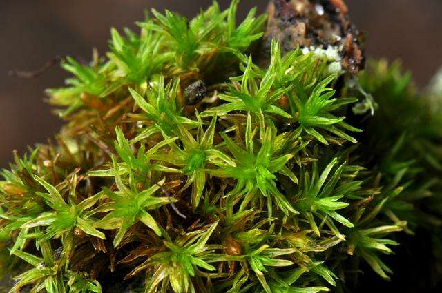 Image of orthotrichum moss