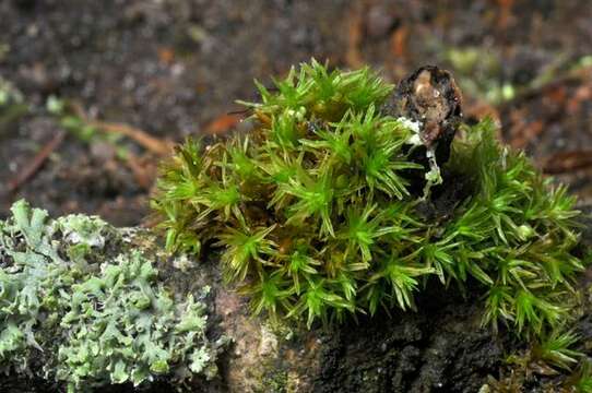 Image of orthotrichum moss