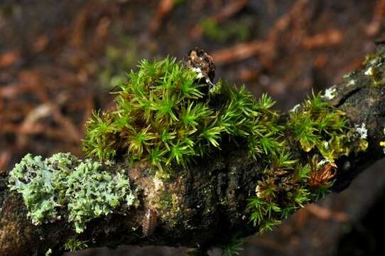 Image of orthotrichum moss