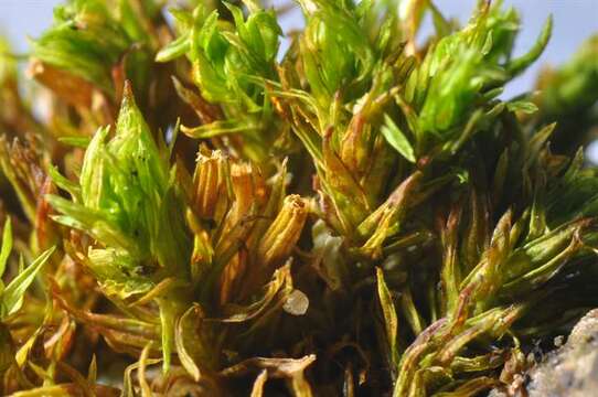 Image of orthotrichum moss